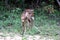 Baby Sika deer in Sri Lanka