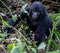 Baby Silverback Gorilla