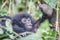 Baby Silverback Mountain gorilla in the Virunga National Park.