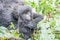 Baby Silverback Mountain gorilla in the Virunga National Park.