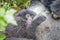 Baby Silverback Mountain gorilla in the Virunga National Park.