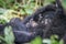 Baby Silverback Mountain gorilla in the Virunga National Park.