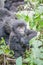 Baby Silverback Mountain gorilla in the Virunga National Park.