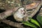 BABY SILVERY MARMOSET mico argentatus ON A BRANCH