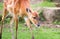 Baby sitatunga antelope aka marshbuck antelope