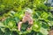 A baby sitting among the cabbage. Children are found in cabbage