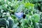 Baby sitting in cabbage plant. Cute little girl on cabbage field