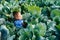 Baby sitting in cabbage plant. Cute little girl on cabbage field