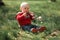 Baby is sitting on grass and gnawing flowering branch of apricot