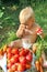 Baby sitting on pile of ripe tomatoes. Child choosing tomato