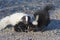 Baby Skunks playing in the road