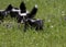 Baby Skunks in a Row in Wildflowers