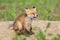 Baby sleepy red fox yawn in the spring corn field