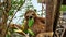 Baby sloth eating mangrove leaf