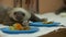 Baby sloth on food table, Costa Rica Sanctuary