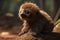 Baby sloth in quality high resolution, animals, wildlife