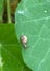 Baby snail on a green nasturtium leaf