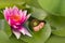 Baby snail sleeping on waterlily leaf