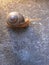 baby snail walking slow