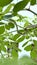 Baby snake on the moringa plant