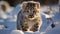 Baby snow Leopard