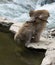 Baby Snow Monkey Perched on Mom