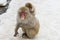 Baby Snow Monkey Piggyback