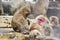 Baby Snow Monkey Temper Tantrum