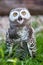 Baby snow owl (lat. Bubo scandiacus)