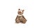 Baby soft toy tiger sitting on white background