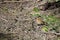 Baby Song Thrush waiting to be fed