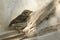 A baby songbird sits on a covering material