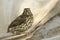 A baby songbird sits on a covering material