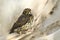 A baby songbird sits on a covering material