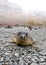 Baby Southern Elephant Seal Antarctica