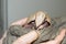 Baby southern three-banded armadillo in a hand