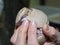 Baby southern three-banded armadillo in a hand