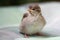 Baby Sparrow