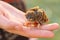 Baby Sparrow in Hand