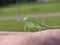 Baby spider mantis