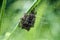 Baby spiders being born in Amazing nature. Spiders spin out of nest