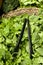 Baby Spinach in basket