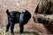 Baby Spotted Boer Goat in the barn