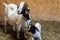 Baby Spotted Boer Goat with Lop Ears in barn with mother