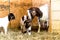 Baby Spotted Boer Goats with Lop Ears in barn with mother