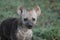 Baby spotted hyena face closeup, in the african savannah.