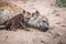 Baby Spotted hyena with his mother.