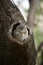 Baby spotted owlet in a tree