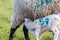 A baby spring lamb feeding from its lactating mother on a Suffolk farm