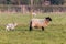 Baby spring lamb following after its mother in a Suffolk farm field